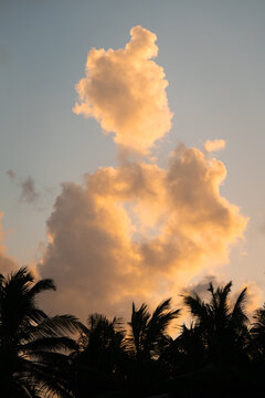 Sunset clouds over palm trees with golden hues