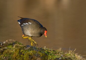 Common moorhen