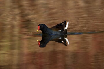 Common moorhen
