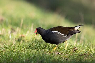 Common moorhen