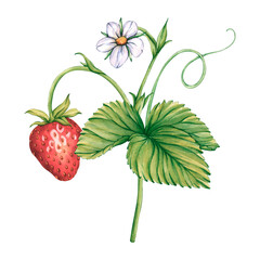 Bush of strawberries. Watercolor illustration of Strawberries branches. Ripe Berry strawberry for tea, jam, cosmetics label. Watercolor illustration Sweet red berries. Fresh Summer Fruit