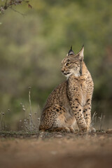 Dreamy look of an Iberian Lynx in the wild in Spain, Europe. The Iberian Lynx is one of the rarest animals on the planet and was near extermination. 