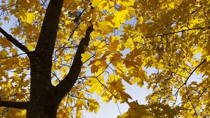 Golden maple leaves on tree branches gently swaying in the wind at sunny day. Lush autumn yellow foliage swinging on breeze at forest. Beautiful colorful fall season. Close up Slow motion