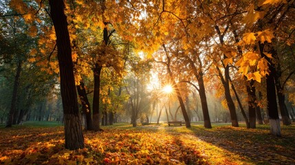 Fototapeta premium Sunlight filters through trees displaying orange and yellow leaves in a park. The ground is covered with fallen leaves. It's morning and the atmosphere feels fresh and bright.