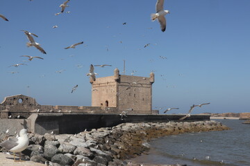 Seaside Fortress and Seagulls in Essaouira, Morocco