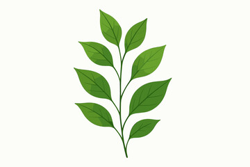 Fototapeta premium Minimalist Botanical Leaves. Minimalist botanical arrangement of fresh green leaves placed vector illustration on a clean white