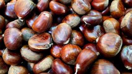Abundant fresh chestnuts for seasonal cooking and festive autumn decor. Natural brown chestnuts background. Close-up. Horizontal banner. Copy space