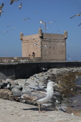 Seaside Fortress and Seagulls in Essaouira, Morocco