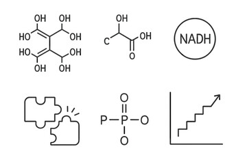 Obraz premium Glycolysis Line Art Icons. Line style icons of Glycolysis: glucose molecule, pyruvate product, NADH symbol, enzyme catalysis,