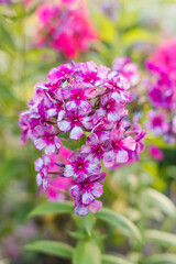 Obraz premium Phlox paniculata Dragon in vibrant bloom