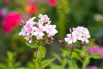 Phlox paniculata Volshebnaya Fleyta blooming in the garden