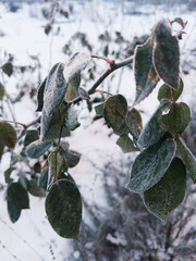 Frost Covered Green Leaves In Winter Garden