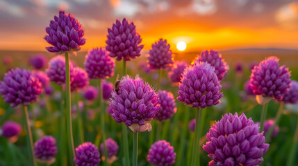 Beautiful purple flowers blooming in a field at sunset, symbolizing nature, tranquility, seasonal beauty, and peaceful outdoor landscapes.