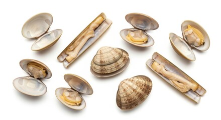 Assorted fresh clams and razor shells on white background.