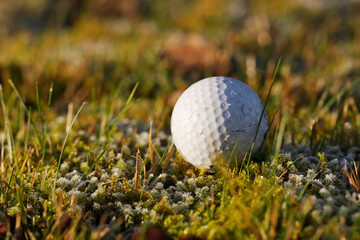Used golf ball that finds itself in a difficult situation after the shot that every golfer knows