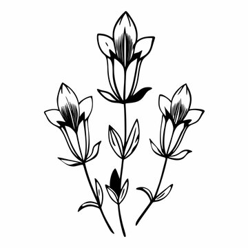 Alpine Gentian Flower Vector Illustration | Blue Alpine Wildflower Botanical Artwork | Mountain Flora Design