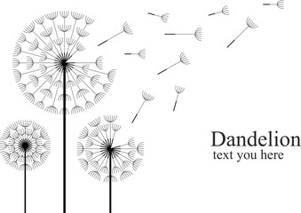 Three dandelions blowing in the wind. isolated on white background