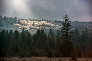 Misty Late Autumn Forest with Frosted Treetops. Misty late autumn forest with frost-covered treetops and soft sunlight breaking through clouds.