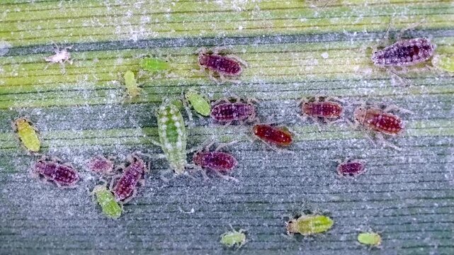 Macro view of aphids feeding from plant leaf. They are all coated with sugary juices they've sucked out of the leaf. Aphids are insect pests that can interfere with agricultural crop growth and yield.
