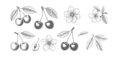 Antique cherry blossom flowers and fruit drawn in classic ink engraving. © Artverza