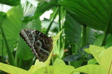 Close-up of a Blue Morpho butterfly (Morpho peleides) resting on a leaf in T&uuml;rkiye. The brown underside of its wings features vivid eye spots, while the upper side is known for its iridescent blue.