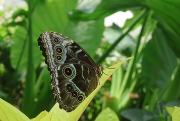 Close-up of a Blue Morpho butterfly (Morpho peleides) resting on a leaf in Türkiye. The brown underside of its wings features vivid eye spots, while the upper side is known for its iridescent blue.