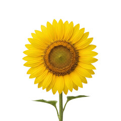 Obraz premium A fresh yellow sunflower in full bloom with green leaves. A cheerful and vibrant symbol of summer and positivity.