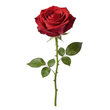 A single romantic red rose with green leaves and thorns. A classic symbol of love, passion, and beauty.