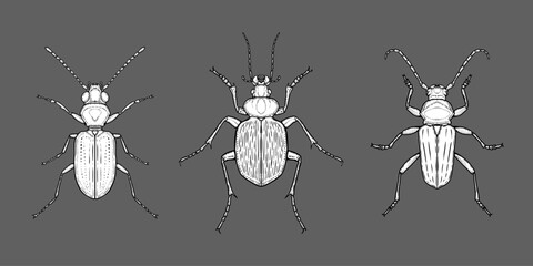 Detailed hand-drawn beetle illustrations isolated on dark background in sketch style.