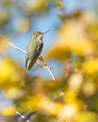 Picaflor Chico, Magallanes, Chile