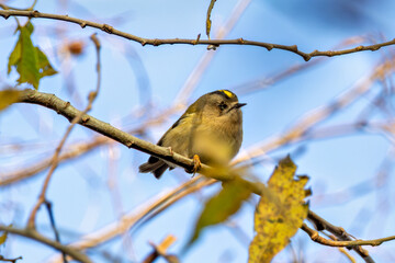 Goldcrest (Regulus regulus) common in coniferous forests, parks and gardens across Europe