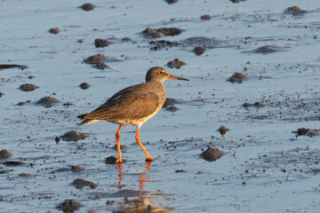 Redshank (Tringa totanus) common in coastal wetlands saltmarshes and mudflats across Europe
