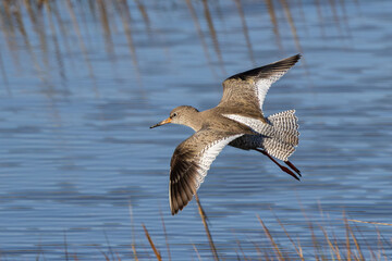 Redshank (Tringa totanus) common in coastal wetlands saltmarshes and mudflats across Europe