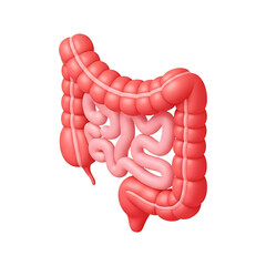 3D human intestinal tract anatomy with colon and small intestine, realistic digestive system illustration for medical education