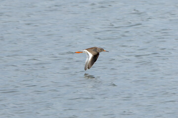 Redshank (Tringa totanus) common in coastal wetlands saltmarshes and mudflats across Europe