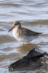 Obraz premium Redshank (Tringa totanus) common in coastal wetlands saltmarshes and mudflats across Europe