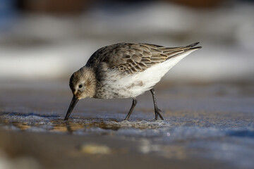 Feeding Dunlin