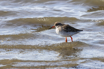 Redshank (Tringa totanus) common in coastal wetlands saltmarshes and mudflats across Europe