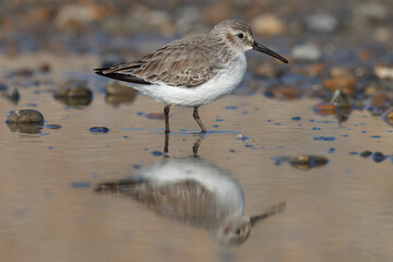 Feeding Dunlin and reflection