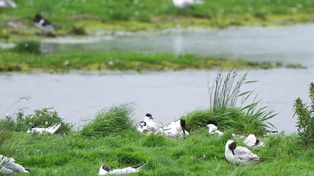 A number of adult Sandwich tern (Thalasseus sandvicensis) sitting in their breeding colony with some chickens.
