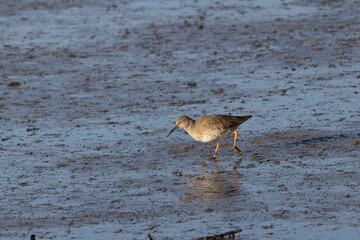 Redshank (Tringa totanus) common in coastal wetlands saltmarshes and mudflats across Europe