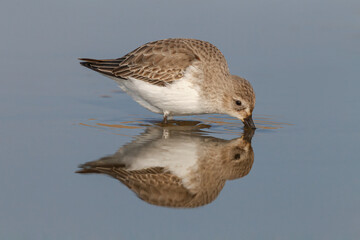 Feeding Dunlin and reflection