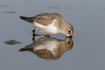 Feeding Dunlin and reflection