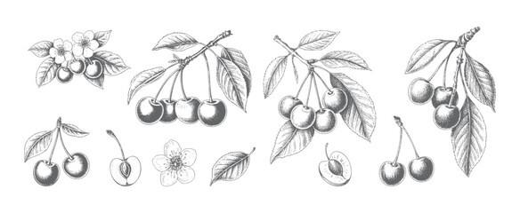 Classic handdrawn cherry branches and flowers in traditional engraving look.