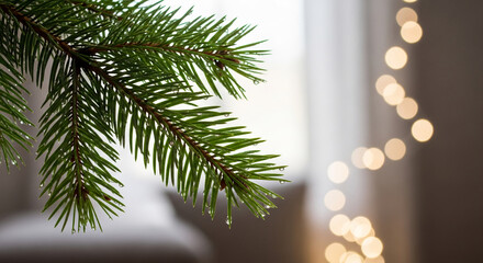 Close-up of a green pine branch with water droplet and blurred bokeh light in background, representing freshness, holiday season or natural element