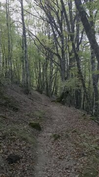 Following a narrow trail through a dense forest path
