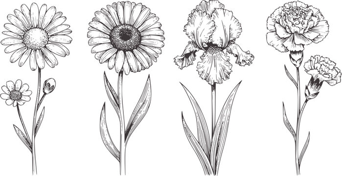 Black and white detailed line of four different flowers with buds