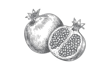 Vintage pomegranate fruit with seeds in classic botanical engraving style.