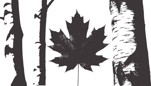Black and white silhouette of birch trees and maple leaf
