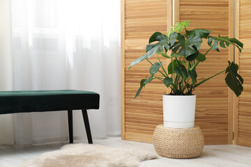 Monstera houseplant and stylish furniture at home. Interior design © New Africa
